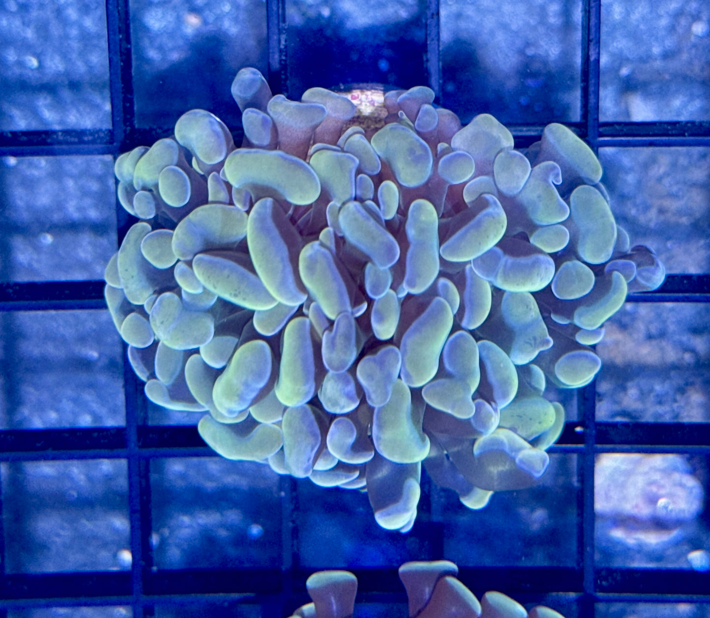Branching Blue/Peach Hammer