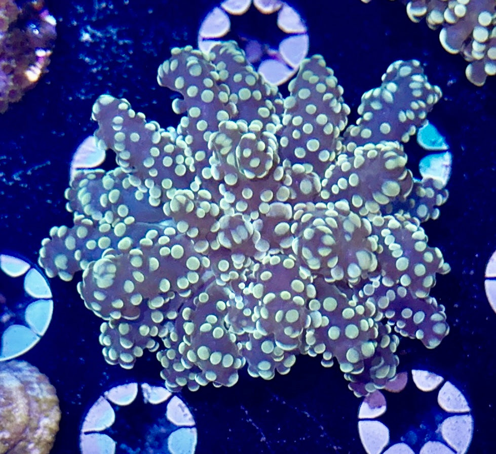 Orange Branching Octospawn