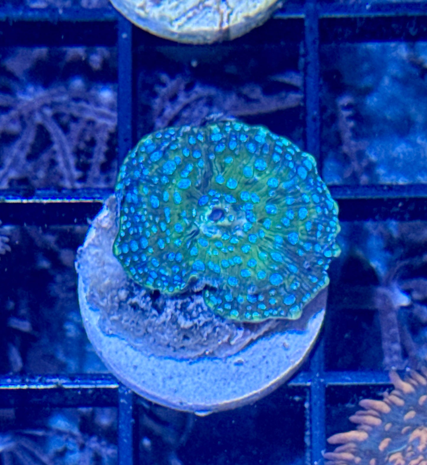 Disco Mushroom