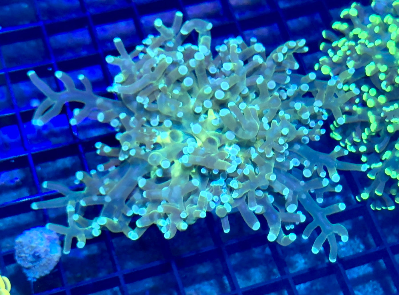 Branching Green Frogspawn