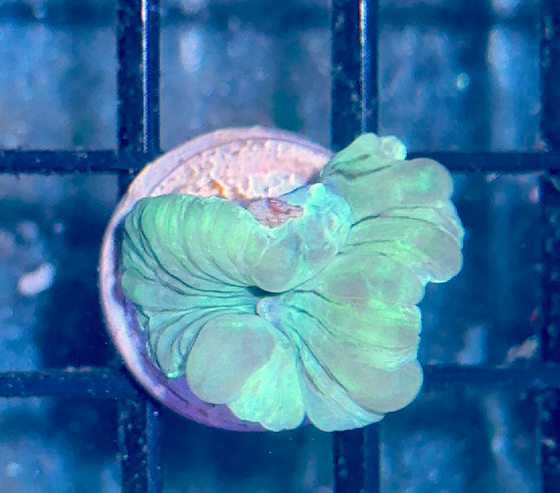 Fox Coral Frag