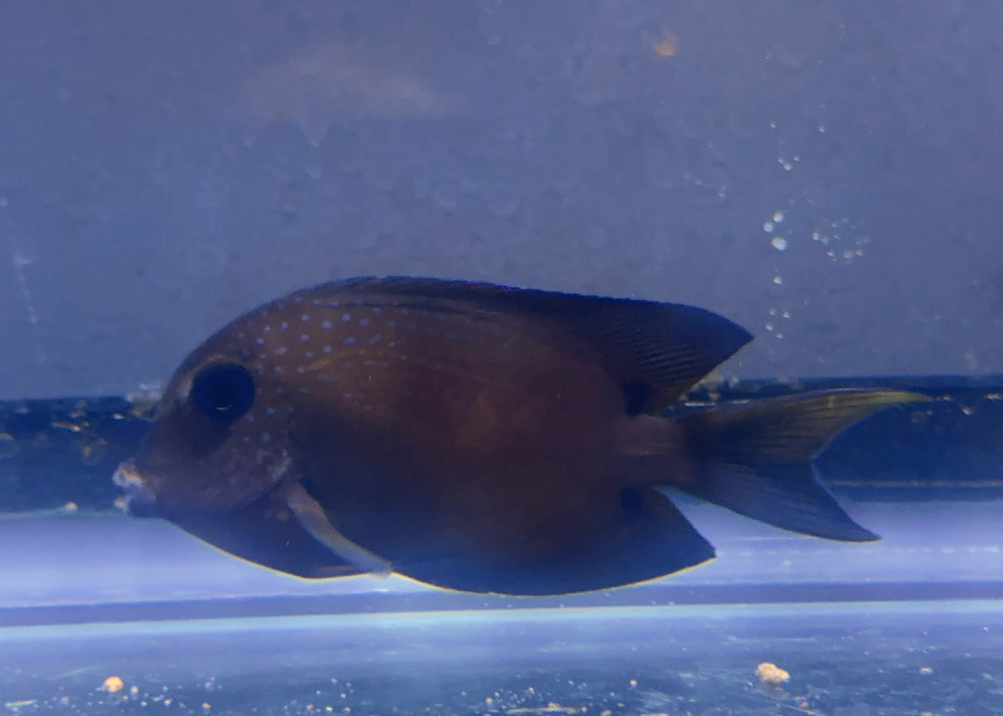 Blue Eye Tang