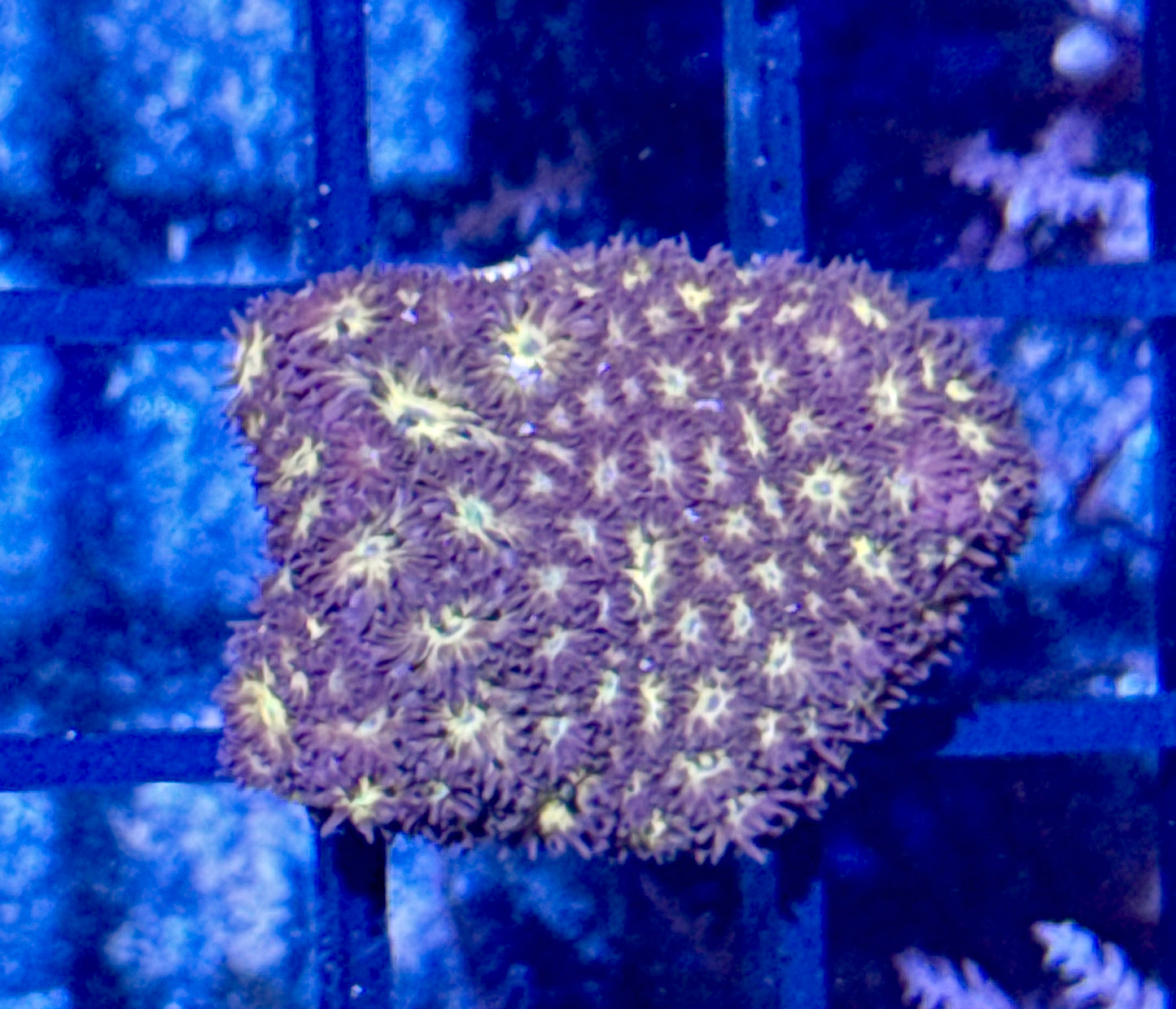 Lepto Frag