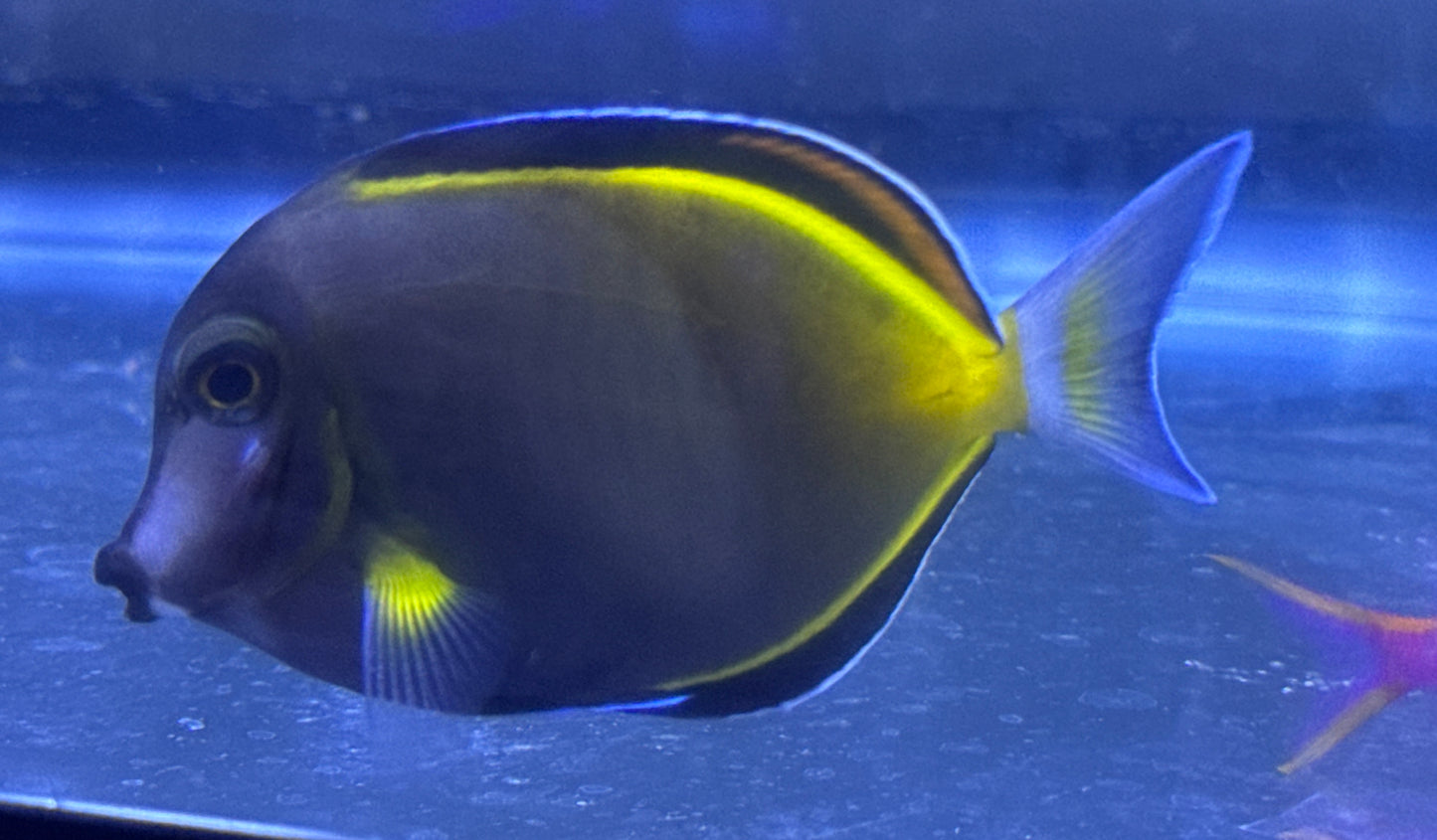 Powder Brown Tang
