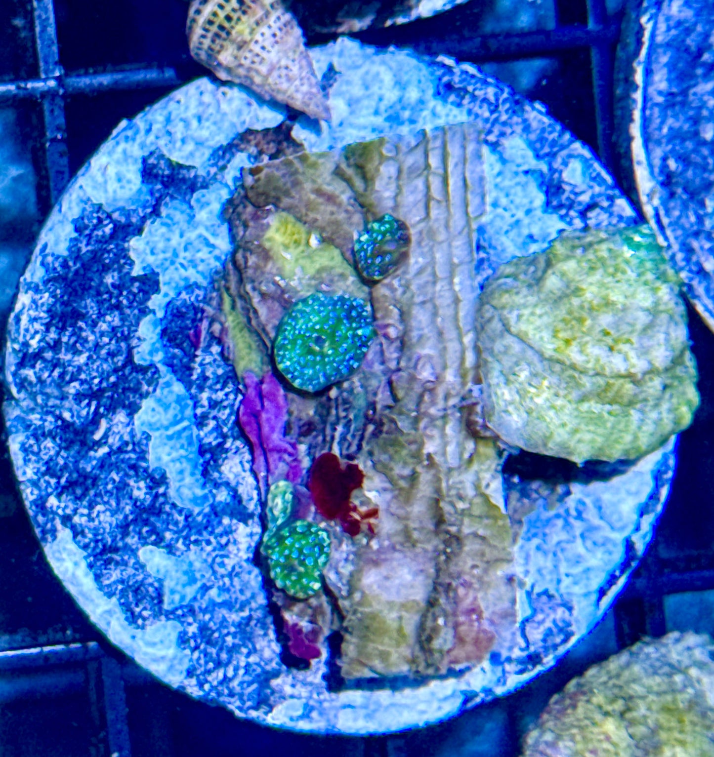 Baby Mushrooms frag