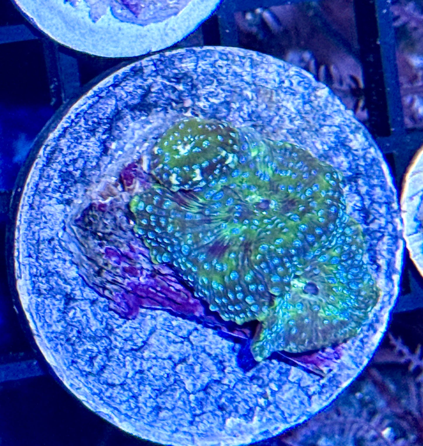 Disco Mushroom