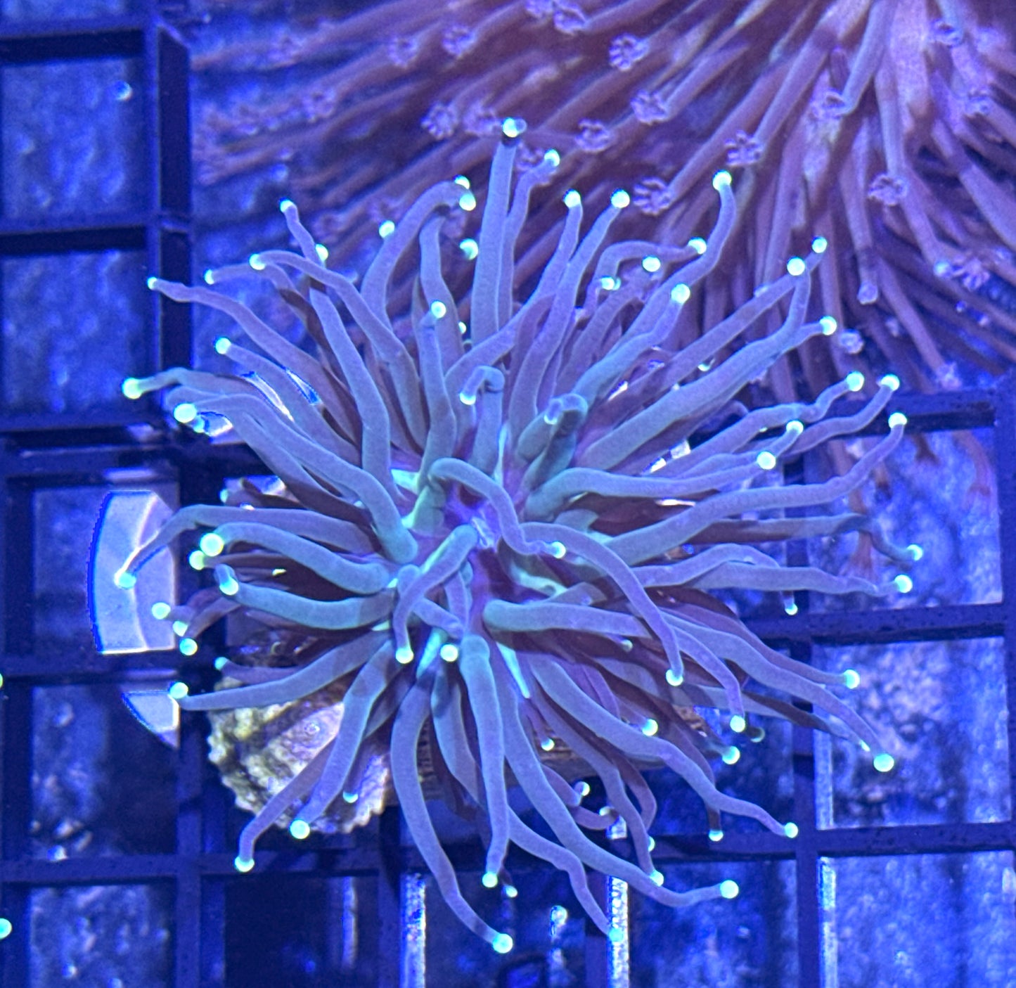 Indo Lime Torch Coral