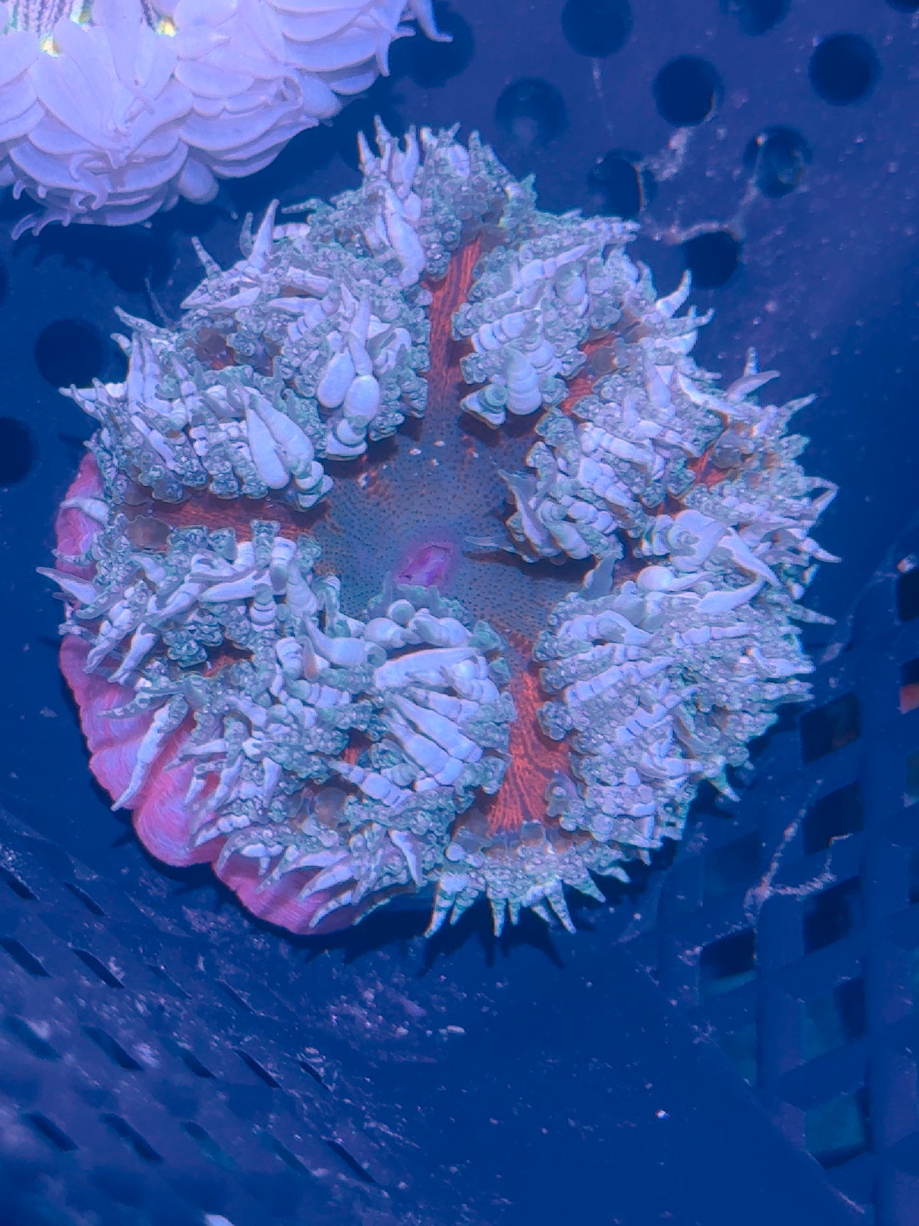 Rock Flower Anemone