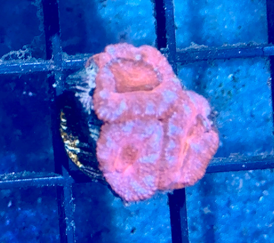 Acan Frag