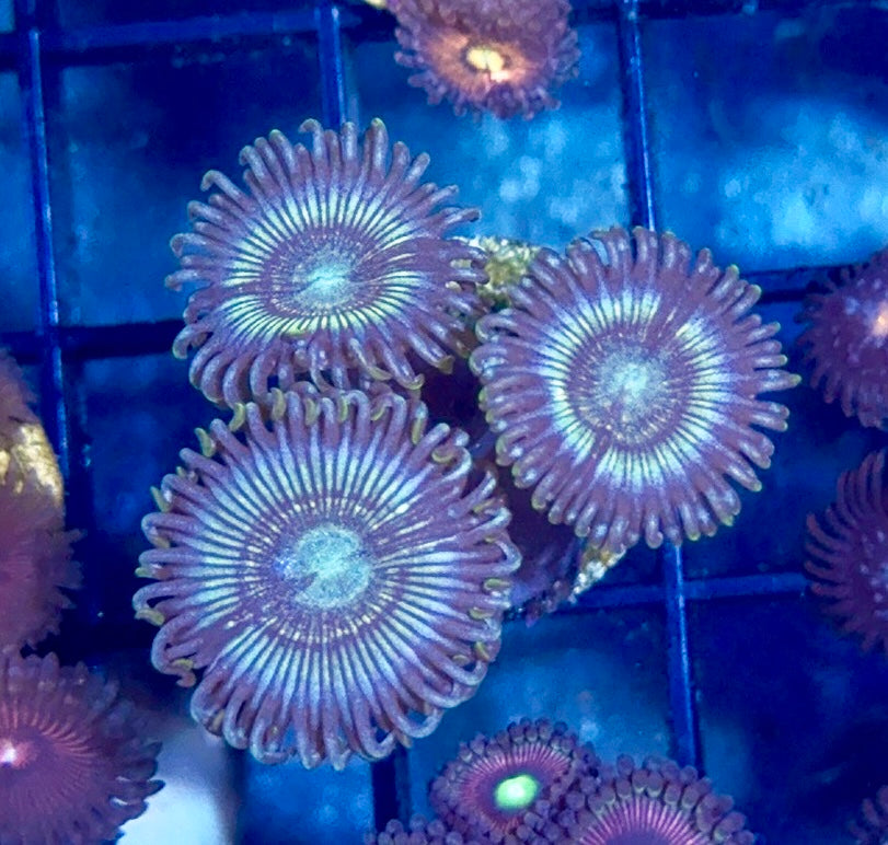 Zoa