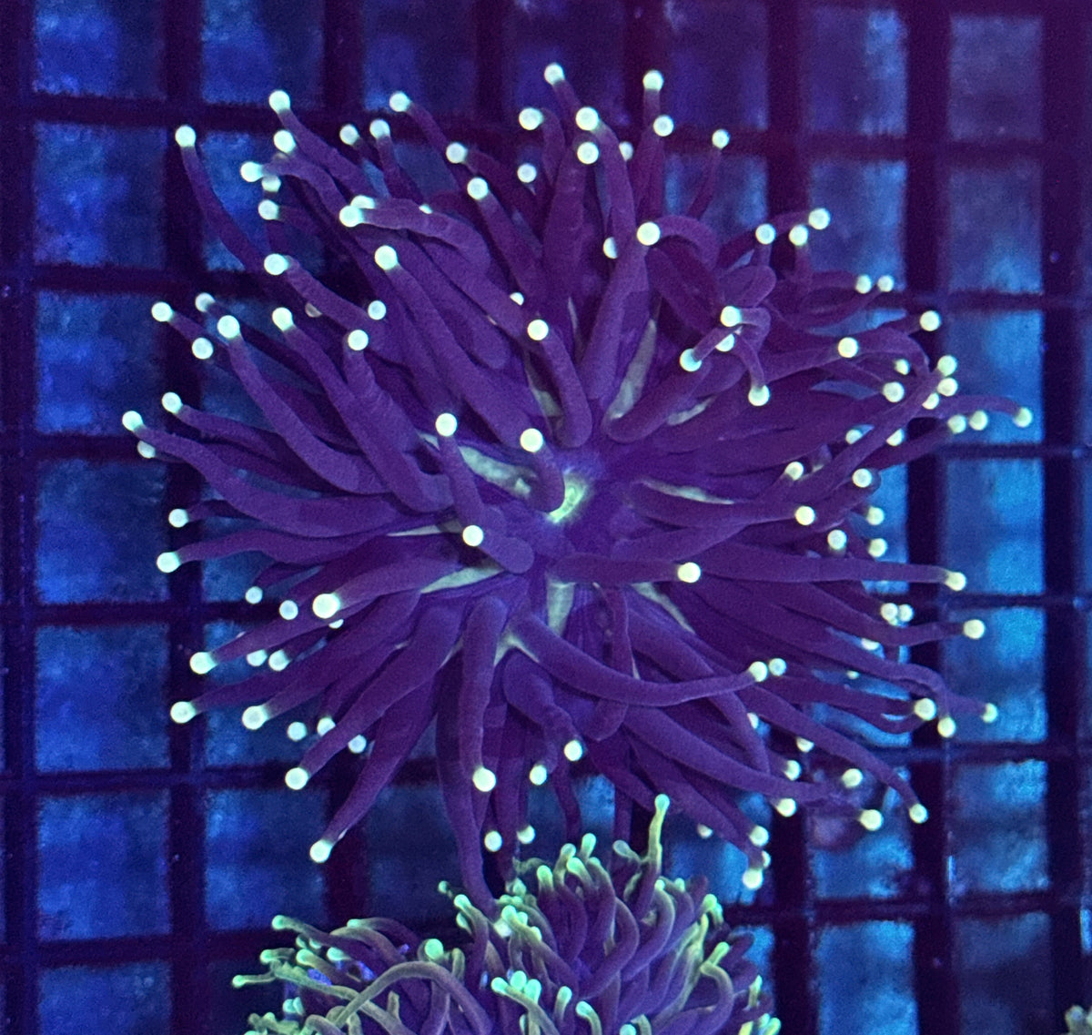 Sun God Torch