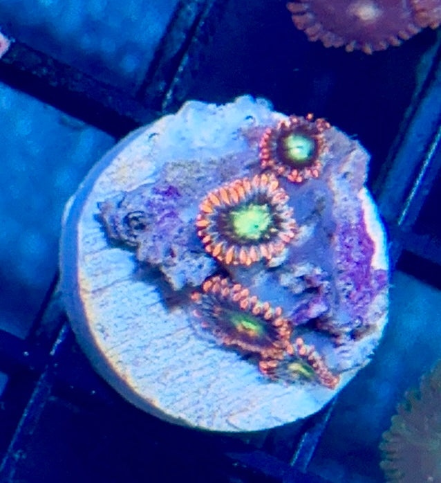 Zoa