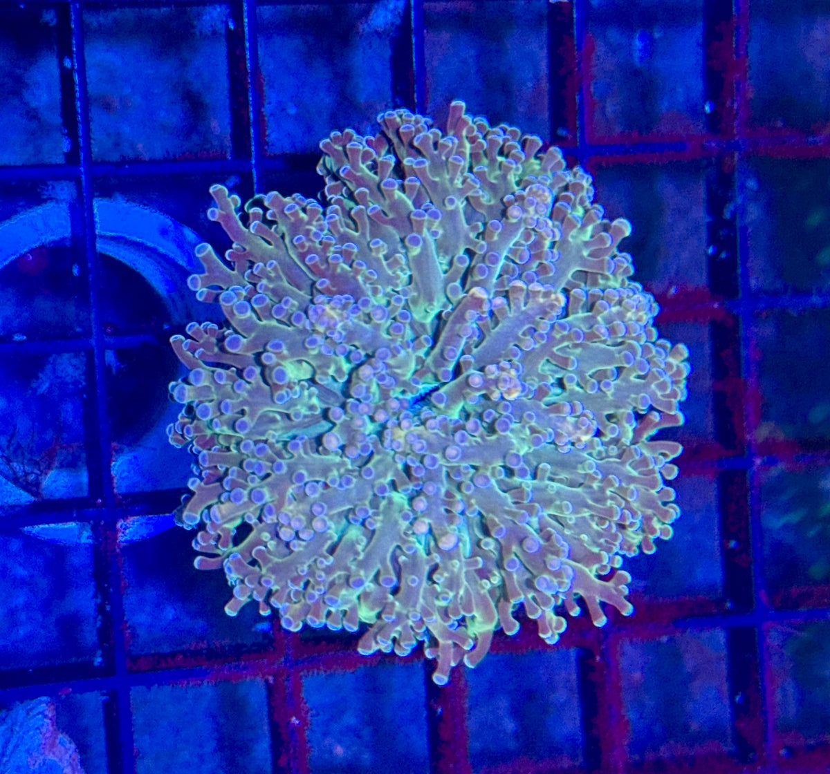 Cotton Candy Octospawn