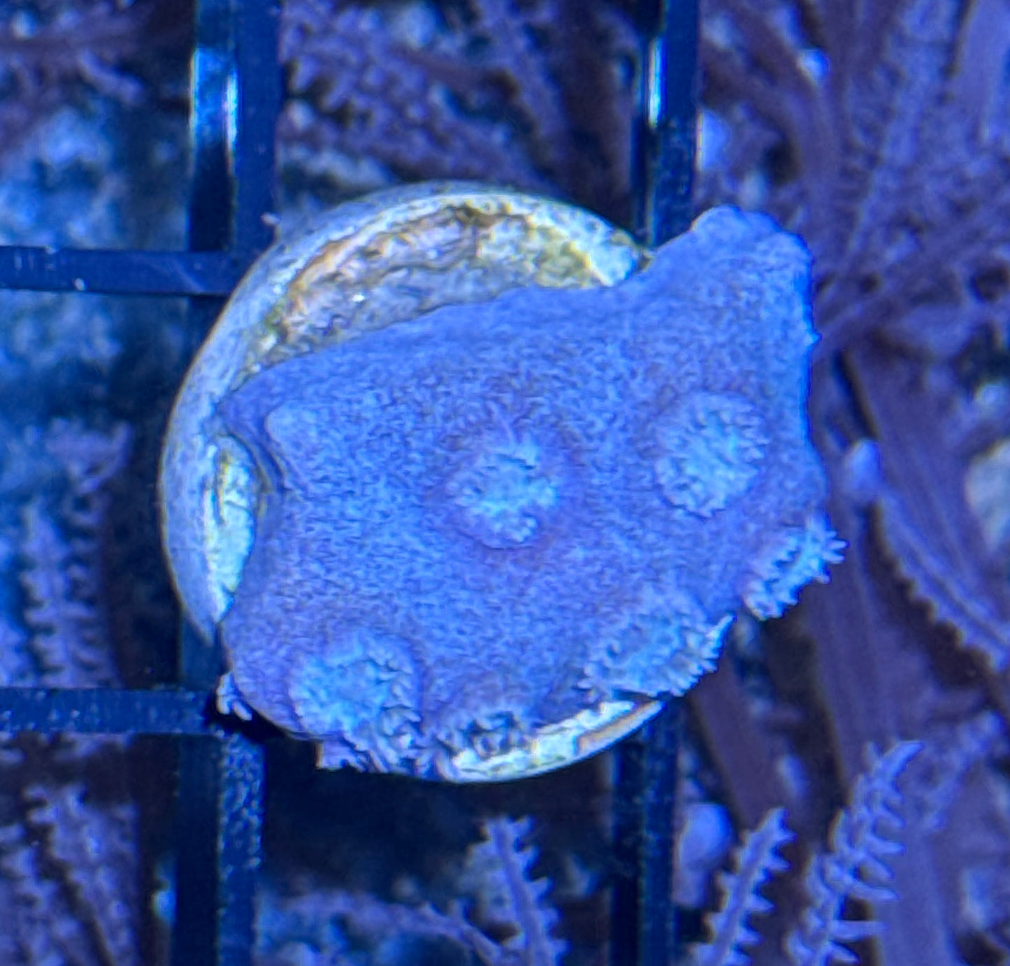 Pagoda Cup Frag