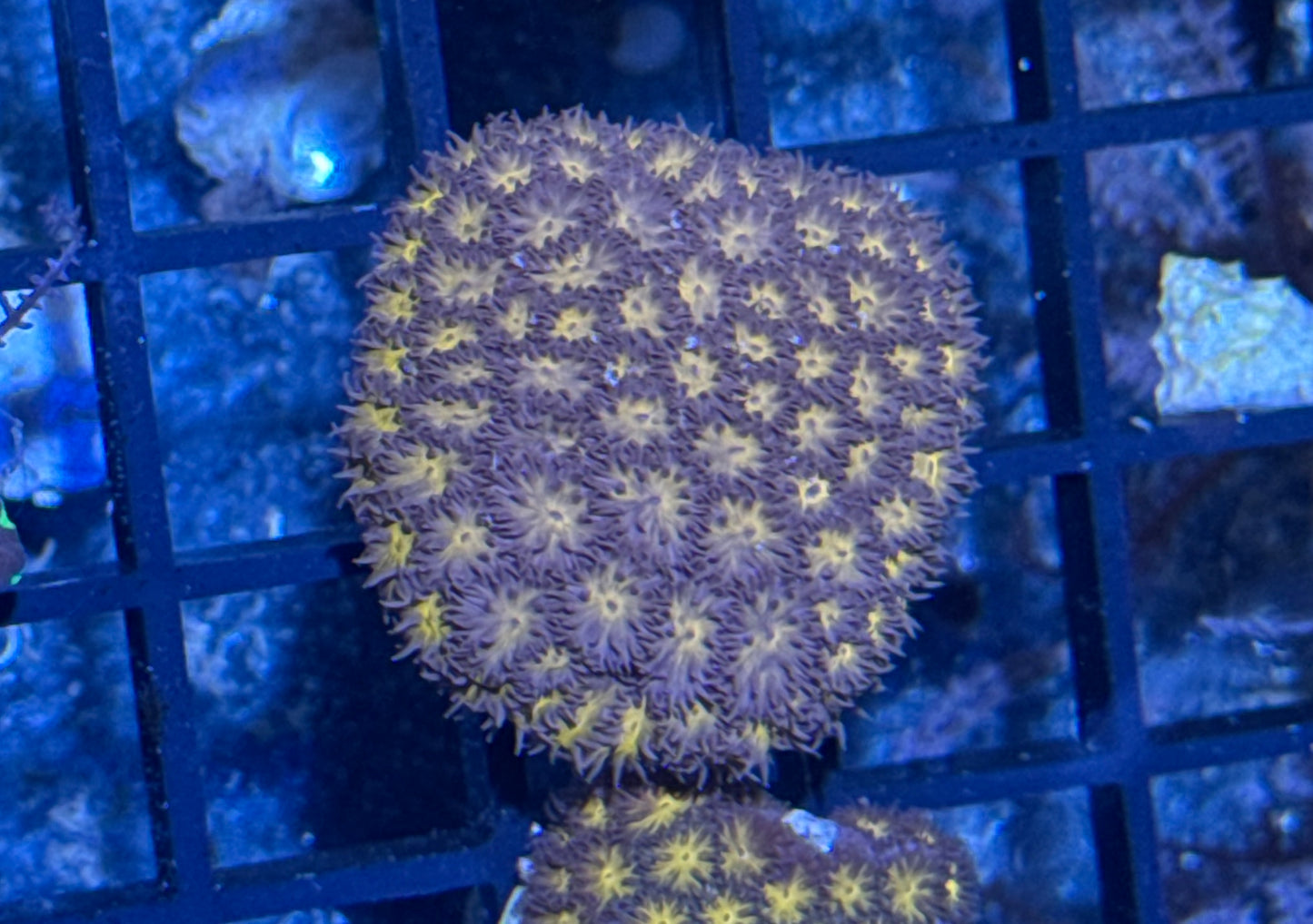 Chyphastera Frag