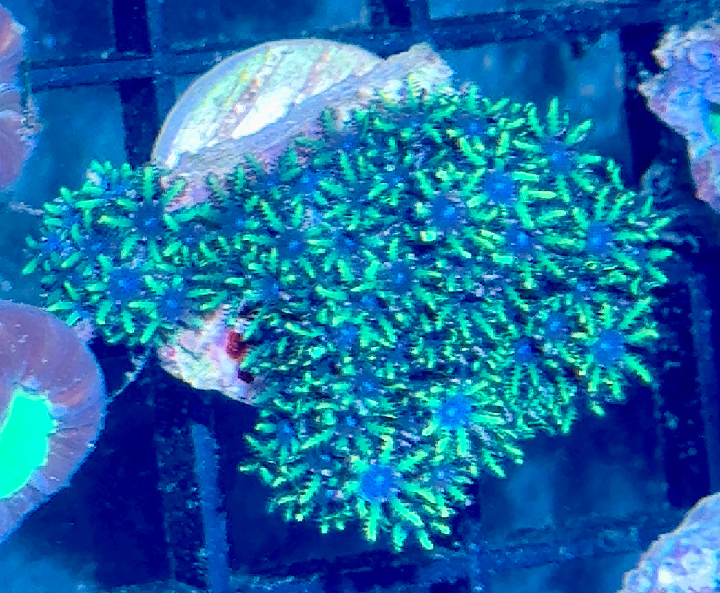 Blue Symposium