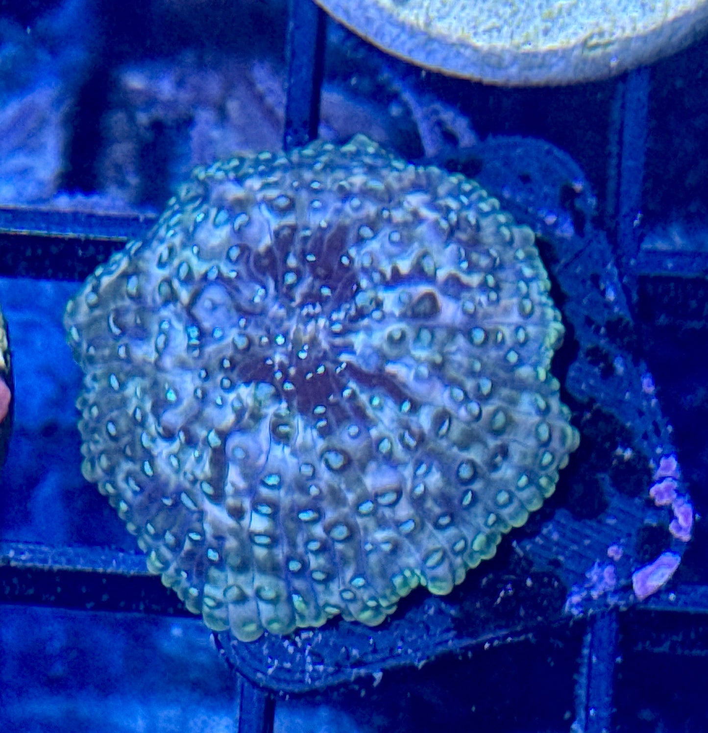 Starry Night Disco Mushroom