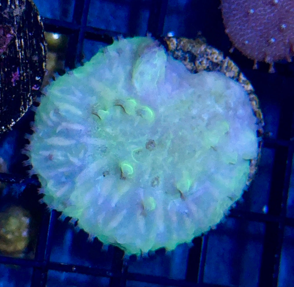 Cabbage Leather Frag