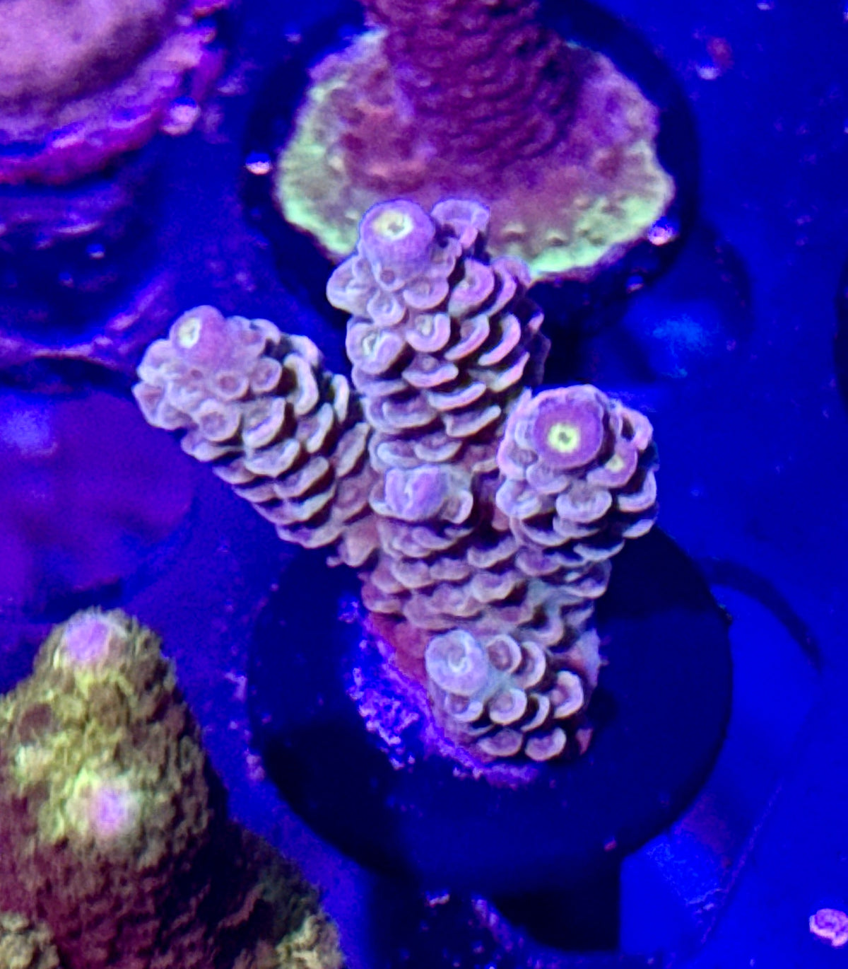 Rainbow Tenuis