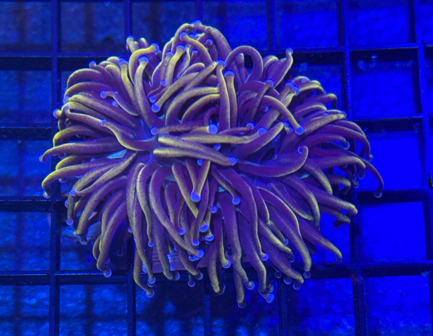Indo Knicks Torch