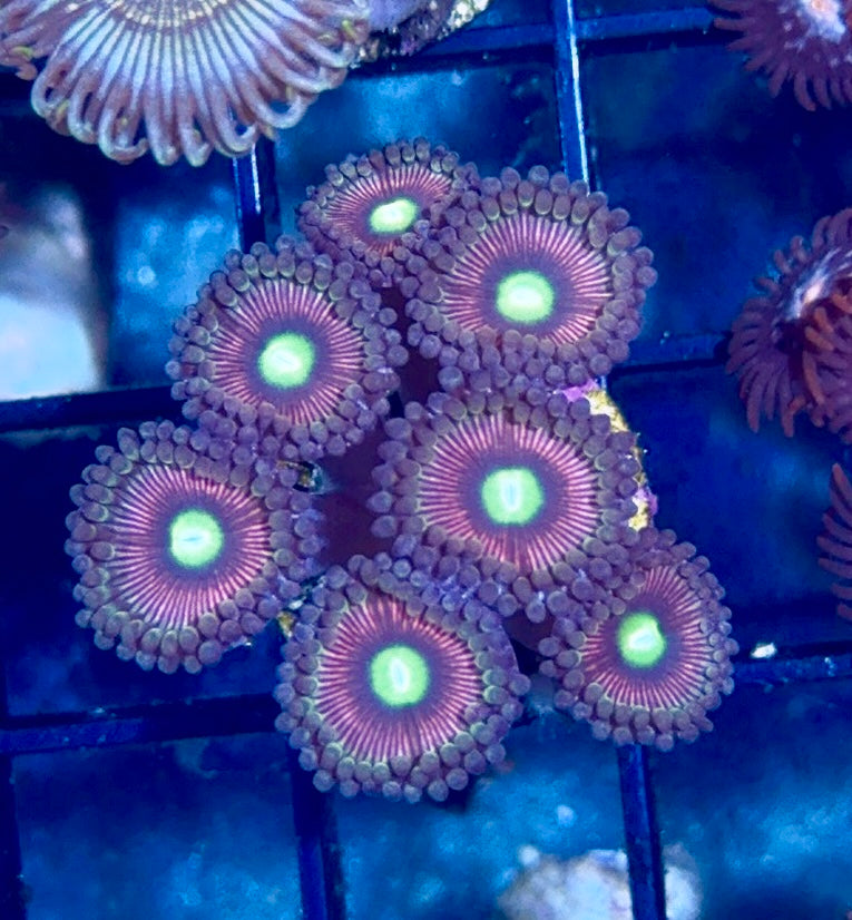 Zoa