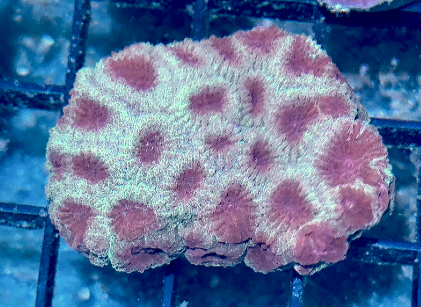 Favia Frag