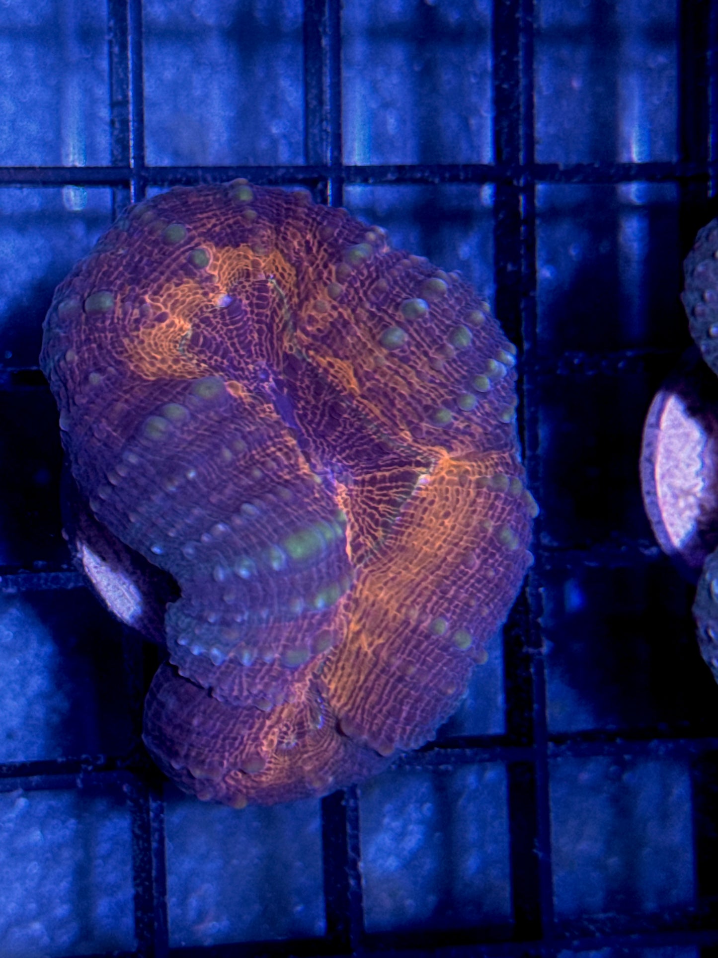 Lobo Frag