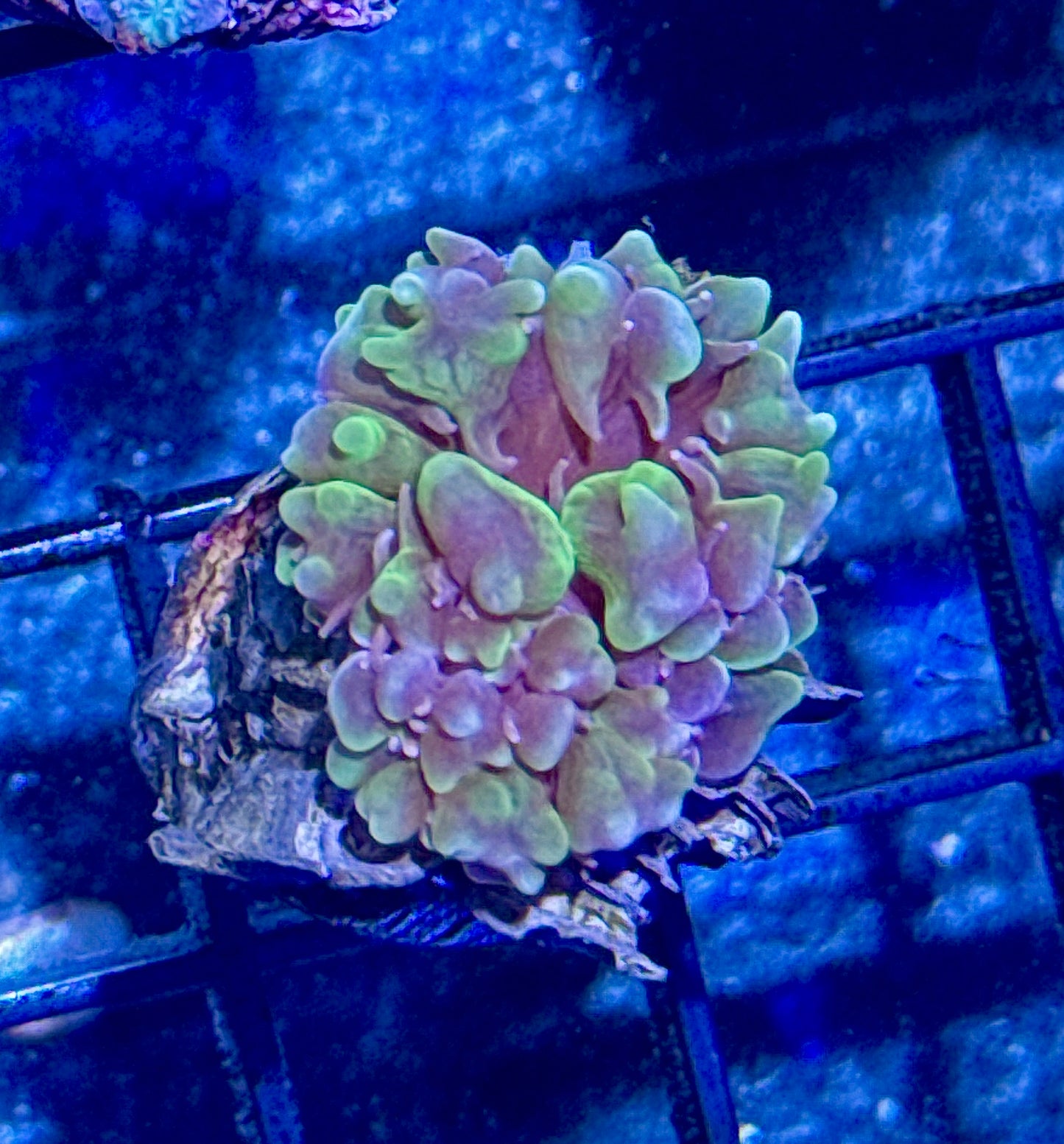 Bubble Coral Frag