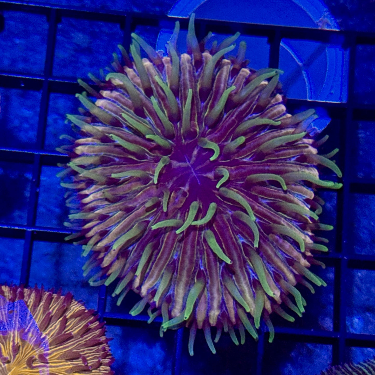 Long Tentacle Plate