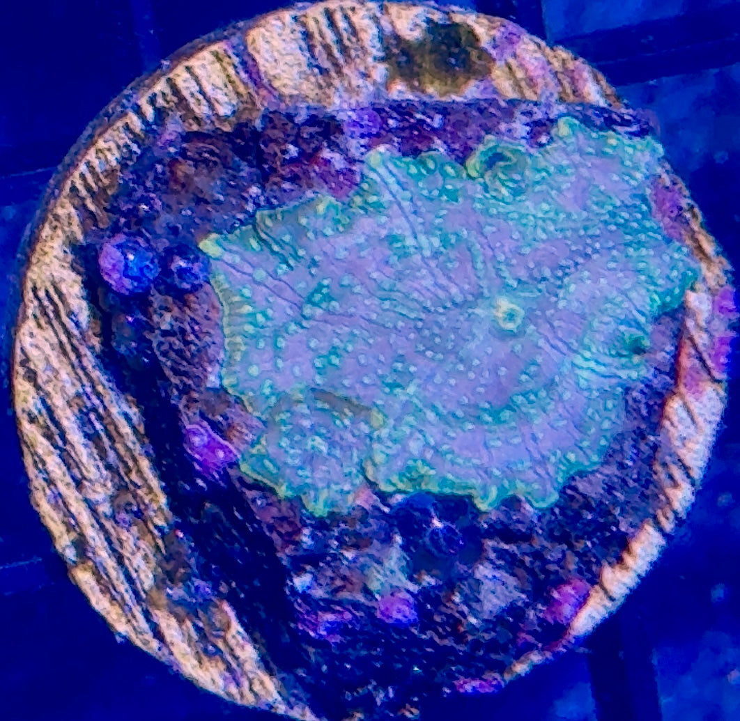 Disco Mushroom