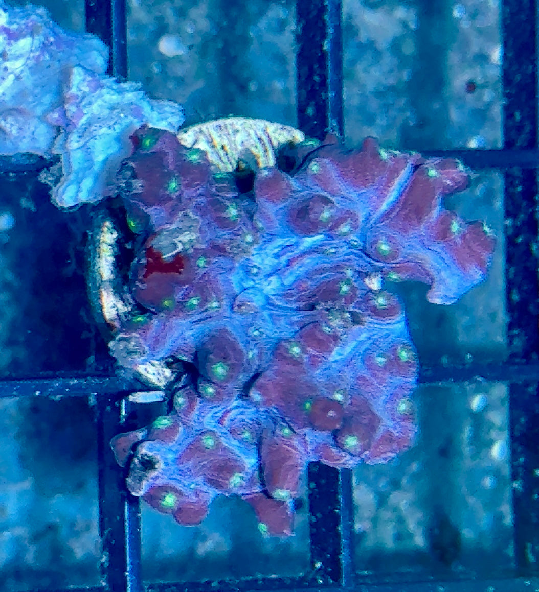 Branching Cyphastrea