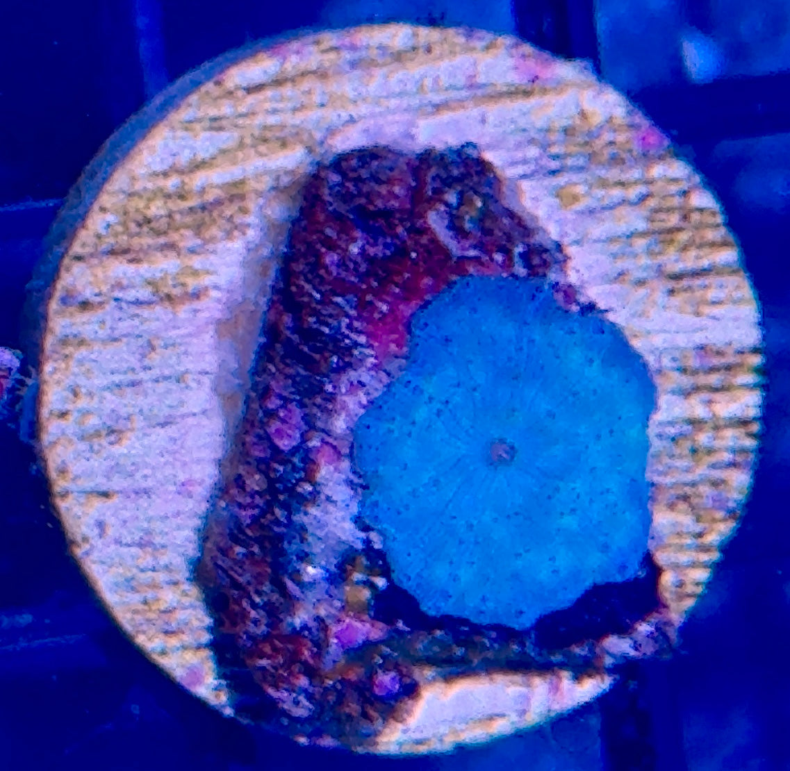 Blue Disco Mushroom