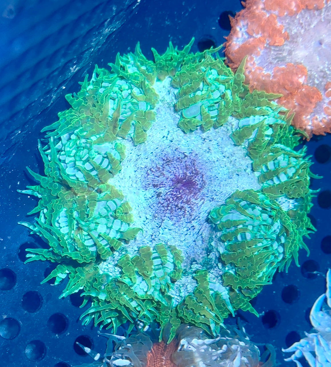 Rock Flower Anemone