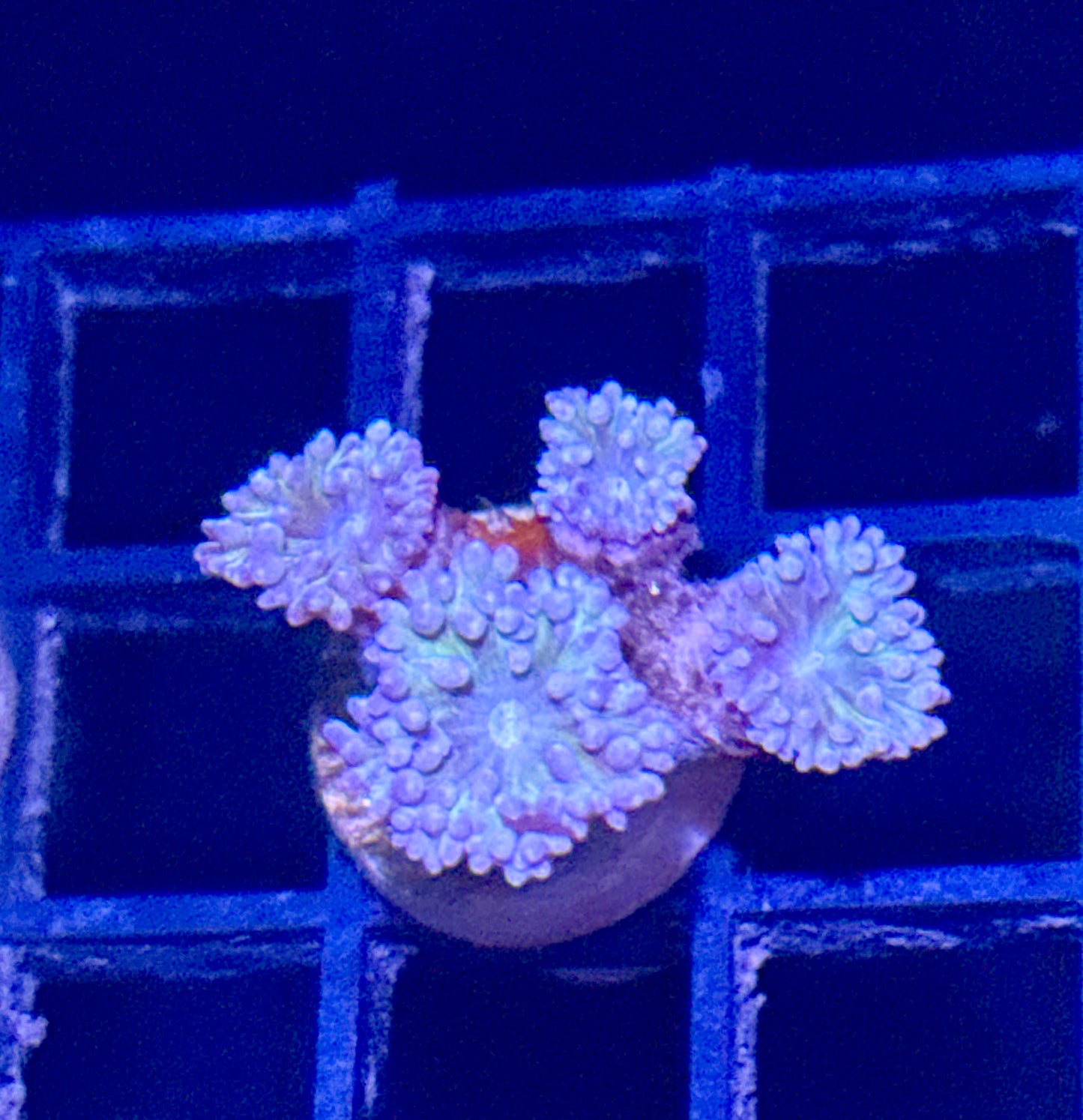 Duncan Coral Frag