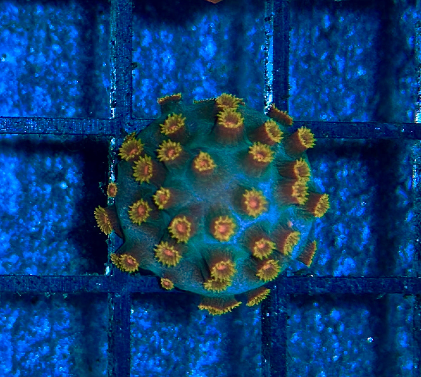 Cyphastrea Frag