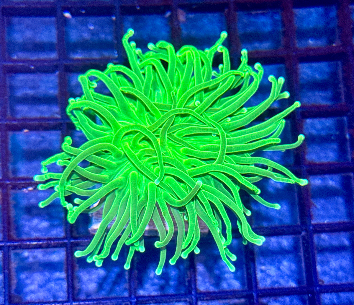 Hulk Torch