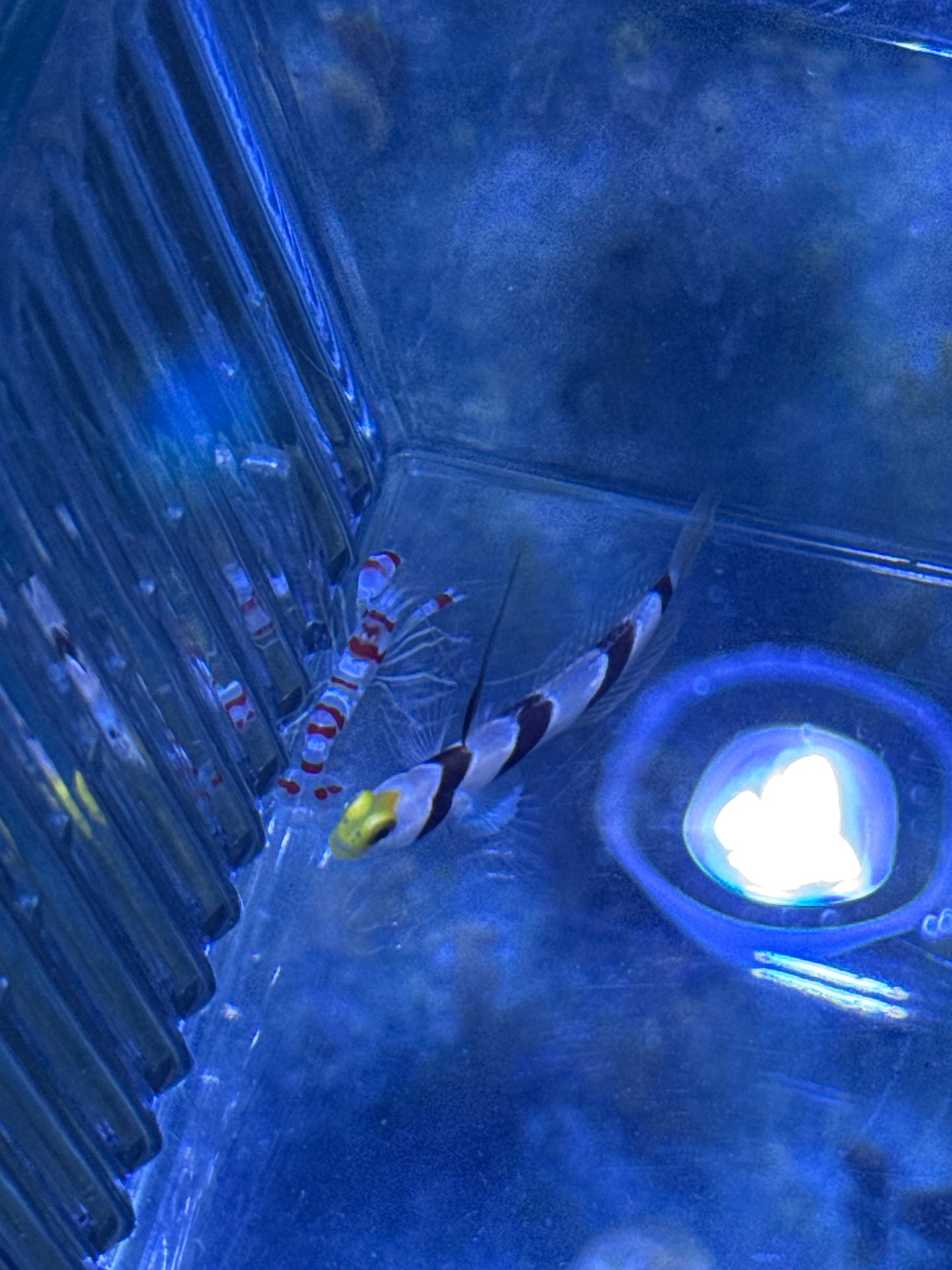 Yellow Rose Goby/ Candy Cane Pistol Shrimp Pair