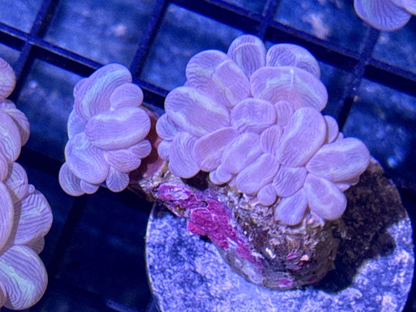 Branching Bubble Coral