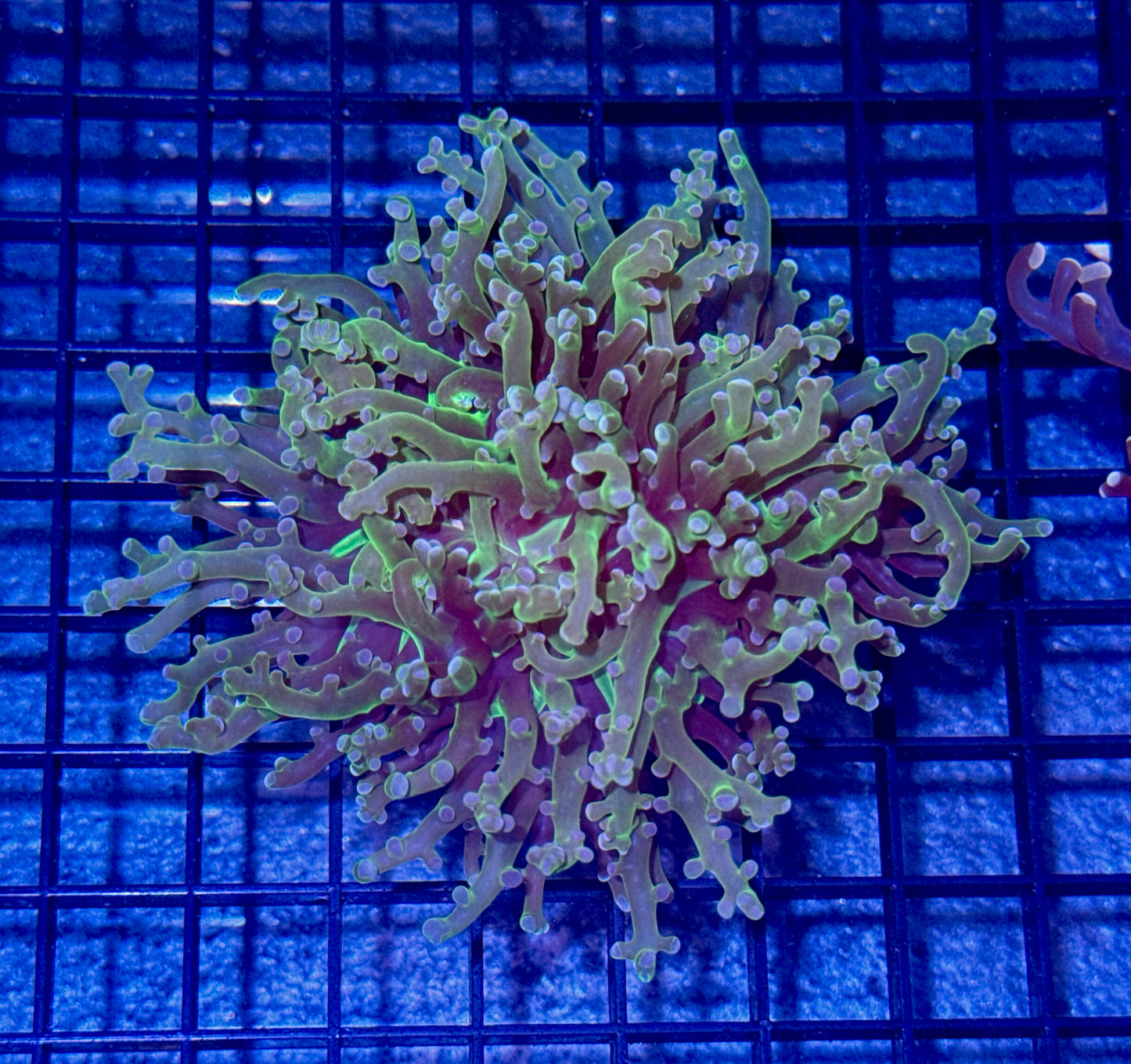 Branching Green Streaked Center Frogspawn