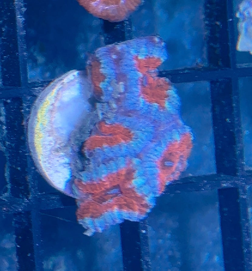 Acan Frag