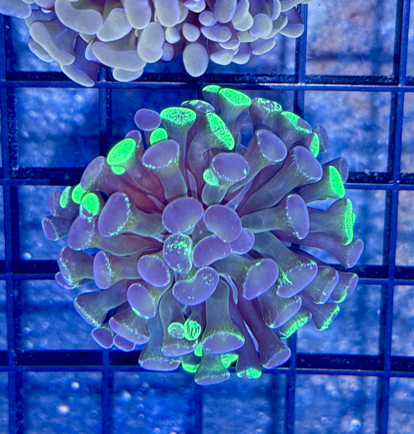 Branching Splatter Hammer