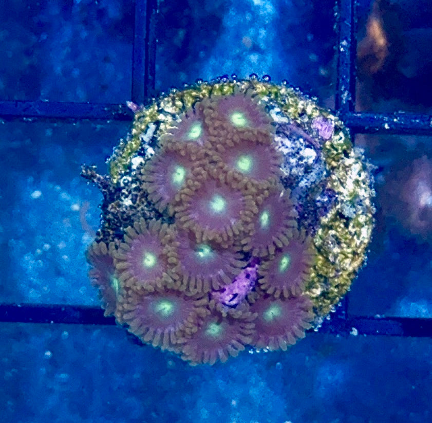 Zoa