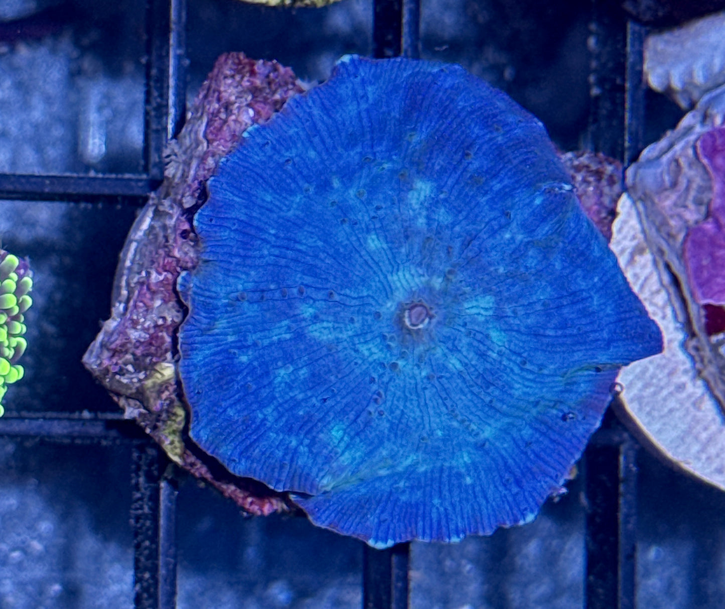 Blue Disco Mushroom