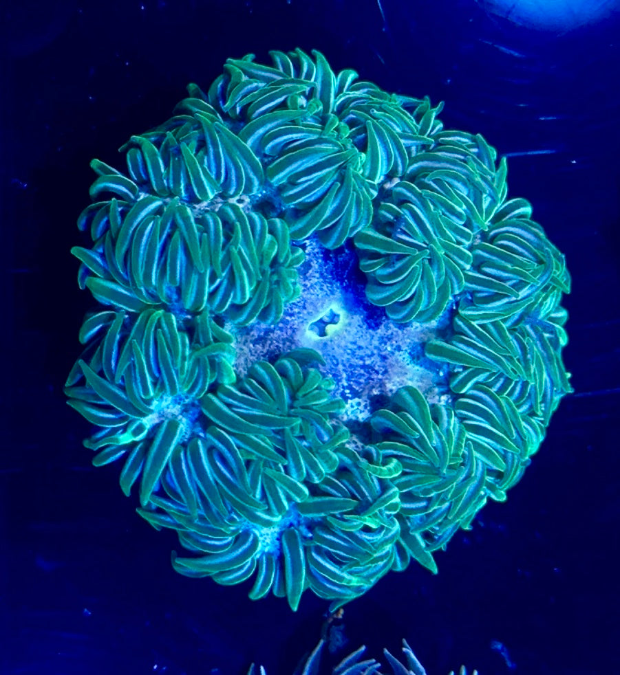 Rock Flower Anemone