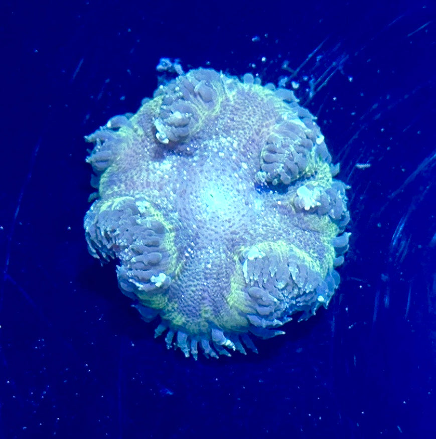 Rock Flower Anemone