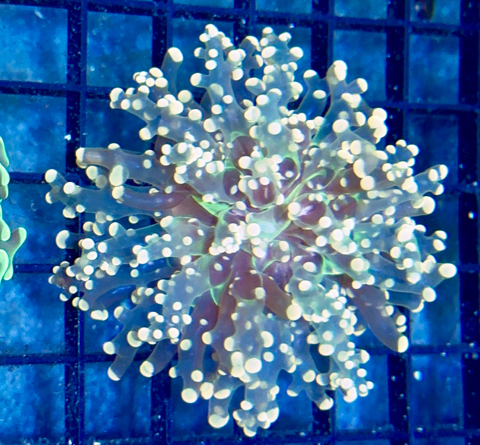 Orange Branching Octospawn