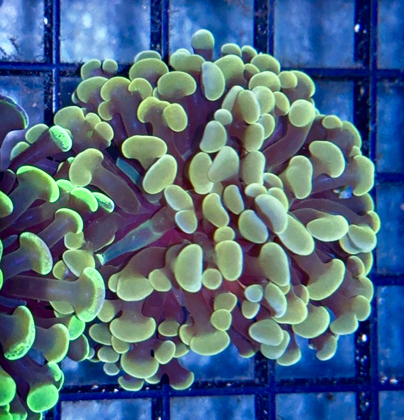 Orange Branching Hammer