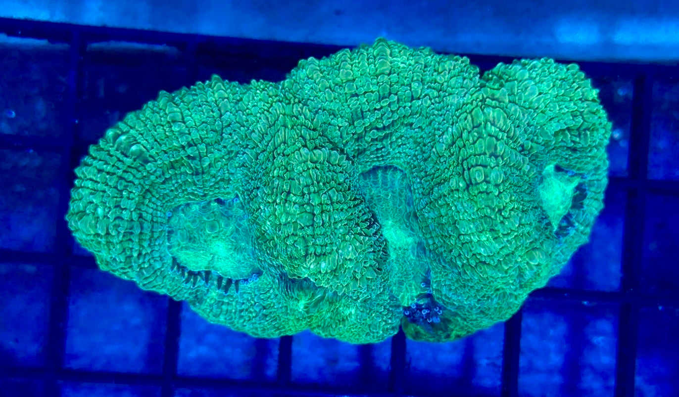 Acan Bowerbanki