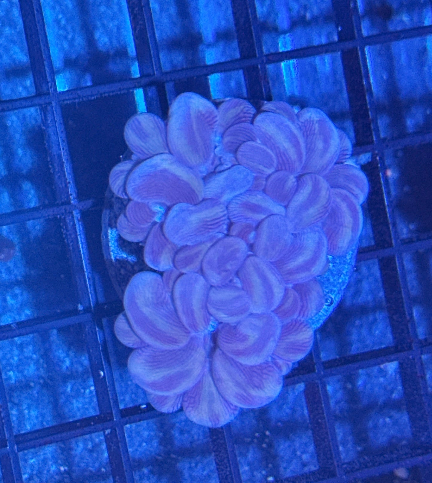 Branching Bubble Coral