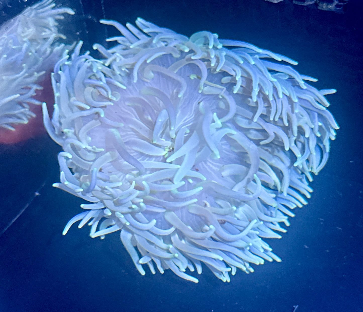 Long Tentacle Anemone
